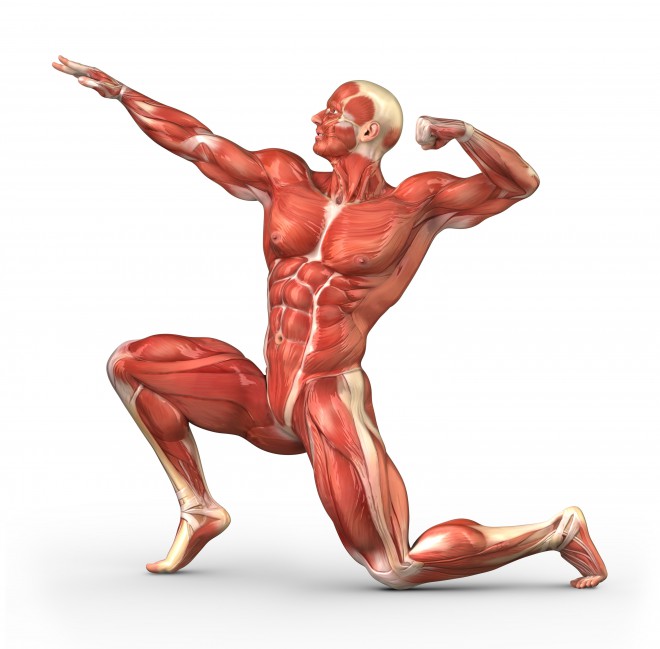 Muscular Man Posing